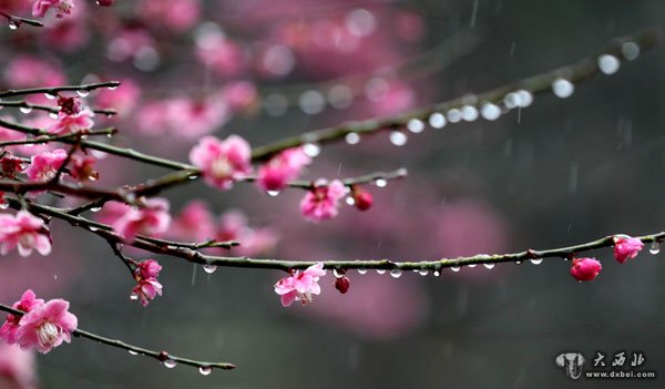 杭州阴雨天 满地梅花残