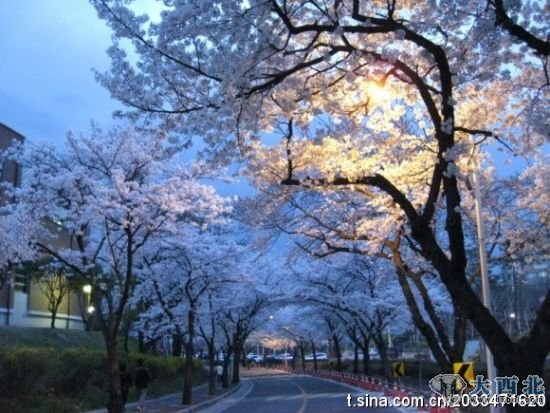 庆尚北道樱花夜景