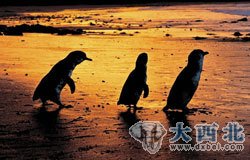 小企鹅会在浅滩上等候其他同伴，稍作停留再一起上岸(维多利亚旅游局提供图片)