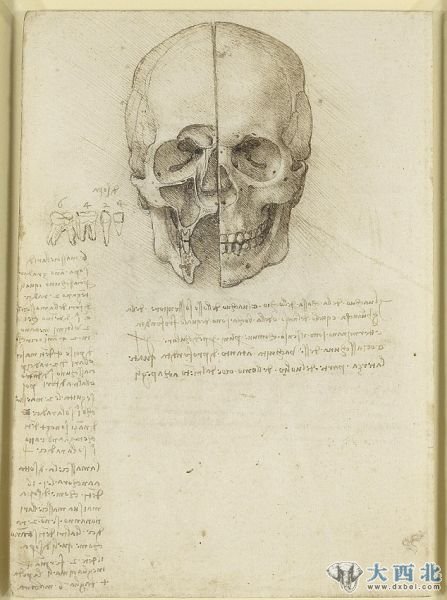 达芬奇绘制的头骨，将在女王画廊展出