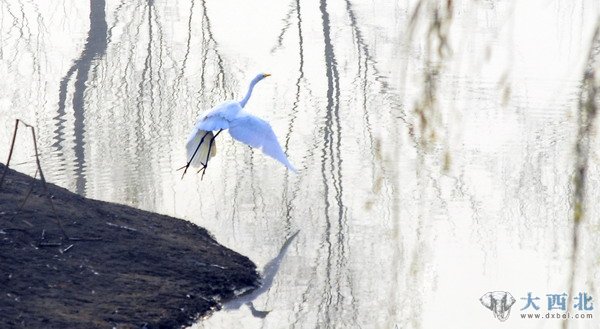 入冬以来，兰州湿地公园来了几只白鹭和苍鹭，在公园的水塘嬉戏觅食。