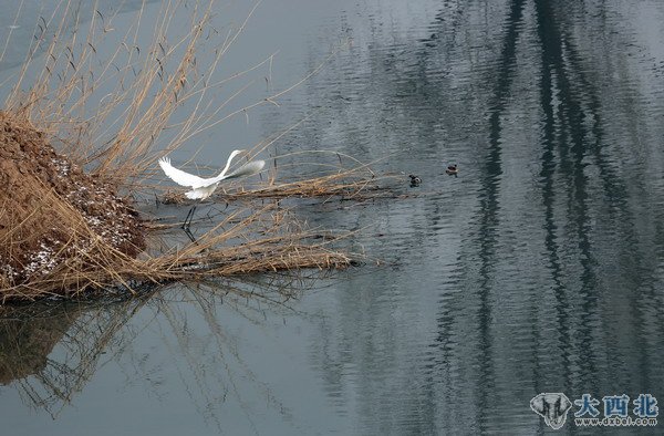 入冬以来，兰州湿地公园来了几只白鹭和苍鹭，在公园的水塘嬉戏觅食。