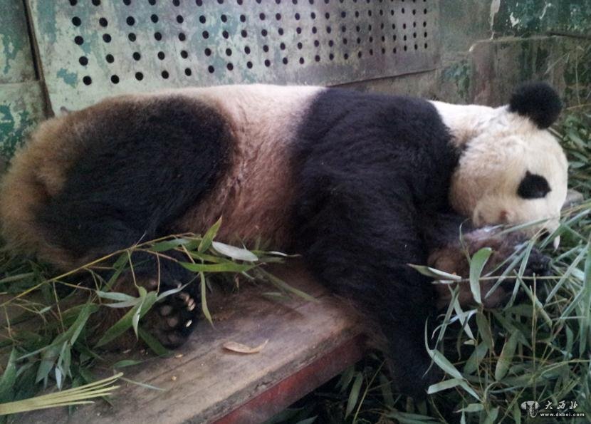 3月21日，兰州动物园的大熊猫“兰仔”躺在凳子上睡觉。