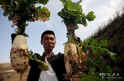 10月5日，在兰州市榆中县甘草店镇，一位兰州市民在展示刚刚采摘的萝卜。新华社记者 张锰 摄