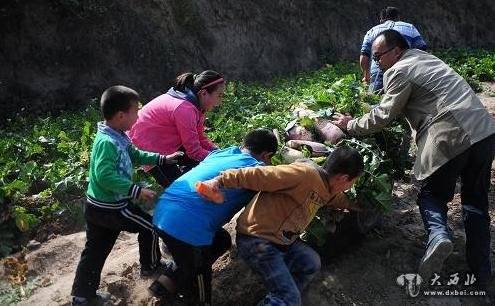 10月5日，在兰州市榆中县甘草店镇，几位兰州市民在搬运刚刚采摘的蔬菜。新华社记者 张锰 摄 