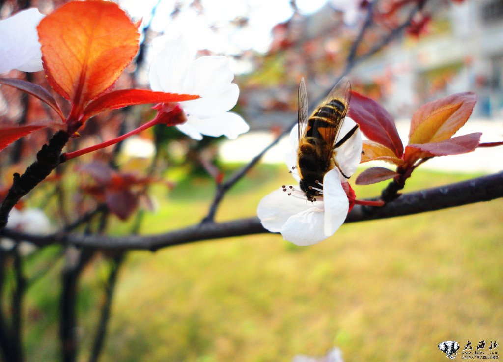 蜜蜂春天