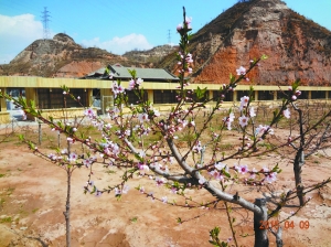 第三十二届中国兰州 桃花旅游节开幕在即