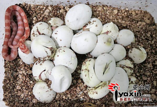 新疆库尔勒一市民家有宠物4条蛇4只龟 26枚蛇蛋孵化一半被订购