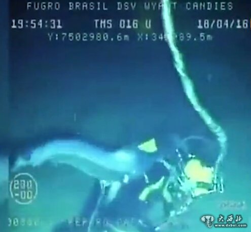 巴西箭鱼狂刺深海潜水员 持续数十秒后迅速消失