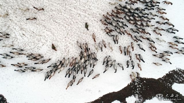 雪落山丹马场