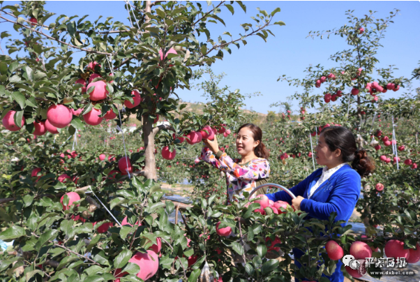 2026年庄浪县有机苹果产